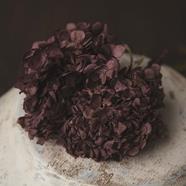 Flor preservada | 9131 | Atrezzo diferente para tus sesiones