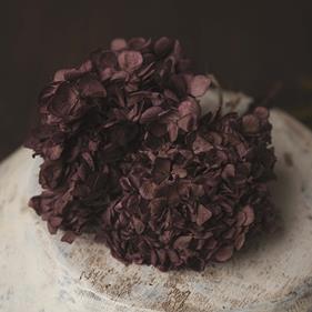 Flor preservada | 9131 | Atrezzo diferente para tus sesiones